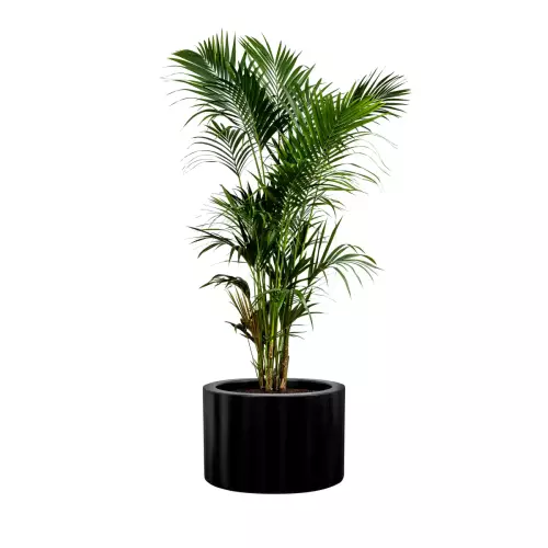 Kencja w czarnej matowej donicy ZADORA Premium D901C