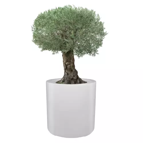 Drzewko oliwne w dużej donicy D901E biały połysk