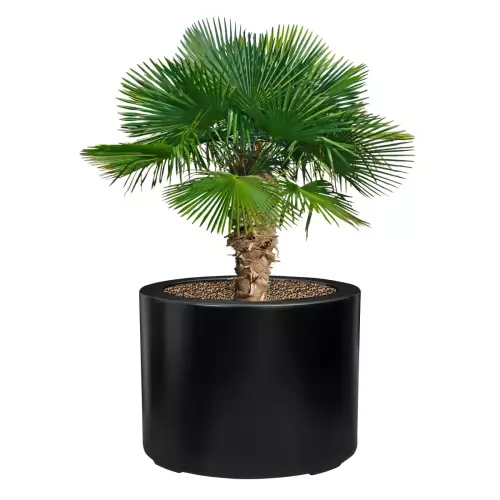 Palma w czarnej matowej donicy D901ED