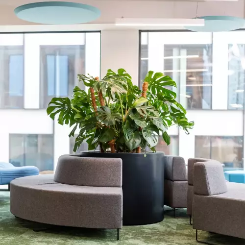 Duża monstera w antracytowej donicy D901FE