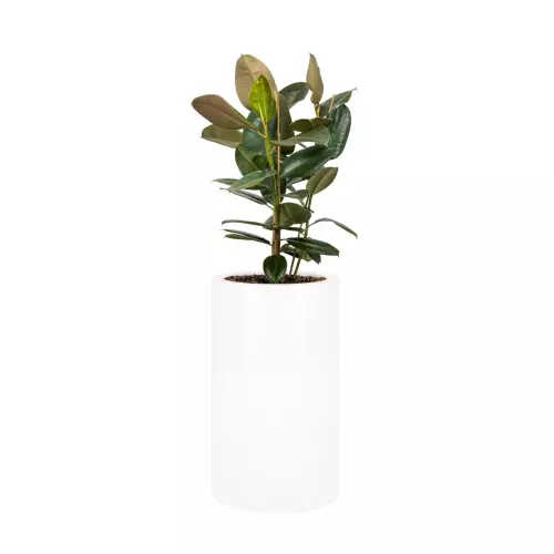 Ficus robusta w donicy ZADORA Premium D901H biały mat