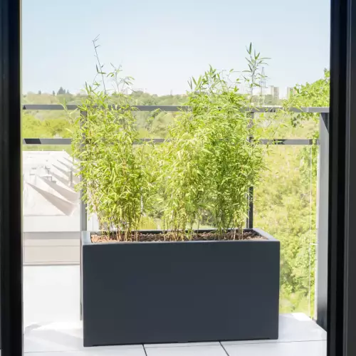 Bambusy w antracytowej donicy D913C na balkonie