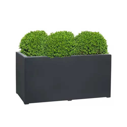 Kule bukszpanowe w antracytowej donicy D913C