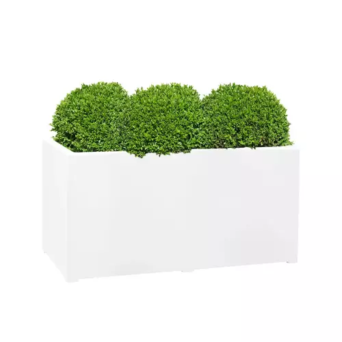 Kule bukszpanowe w białej matowej donicy D913C