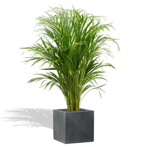 Kencja w donicy D92A grafitowy beton