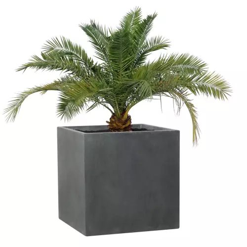 Palma phoenix w donicy D92C grafitowy beton