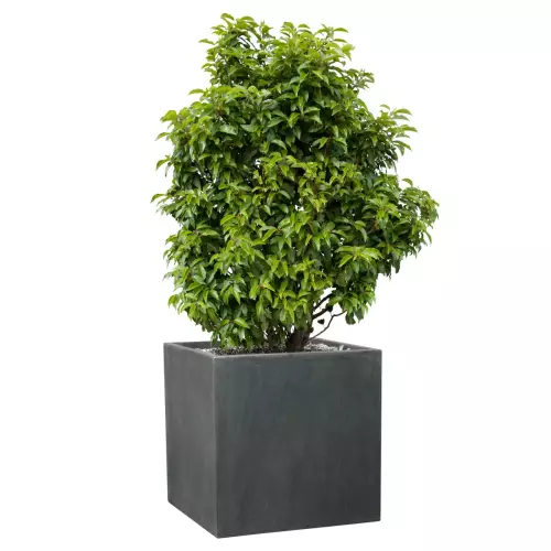 Laurowiśnia w donicy D92D grafitowy beton