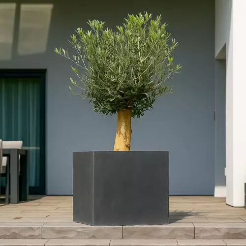 Oliwka europejska w donicy D92D w kolorze grafitowy beton