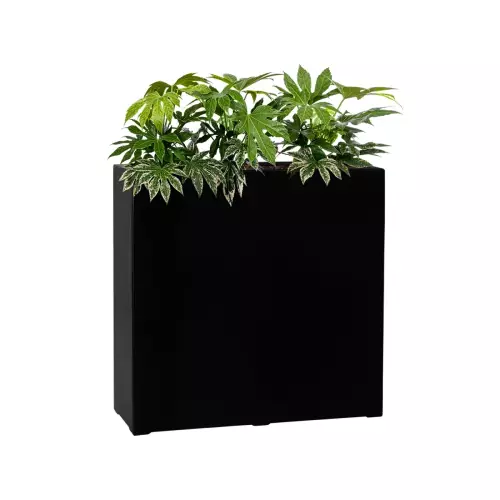Fatsia w czarnej matowej donicy D972A