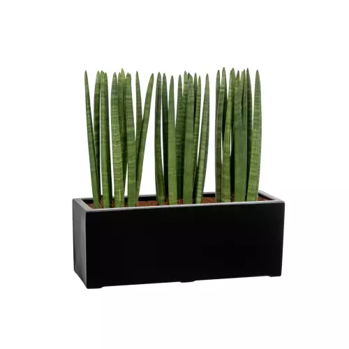 Sansevieria cylindrica w czarnej matowej donicy D972B