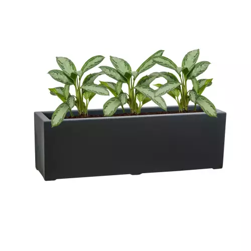 Calathea w antracytowej donicy D972LB