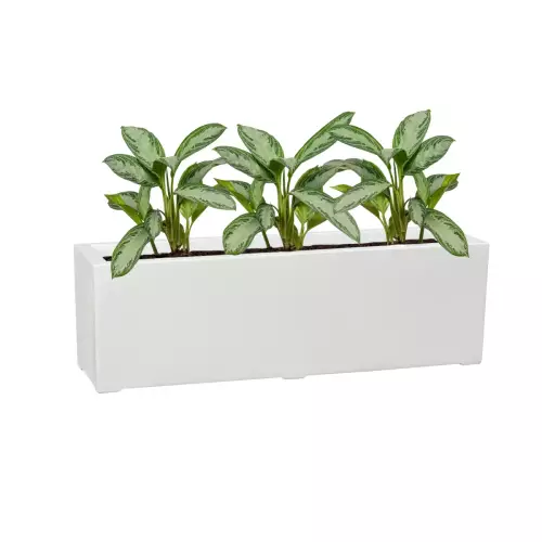 Calathea w białej błyszczącej donicy D972LB