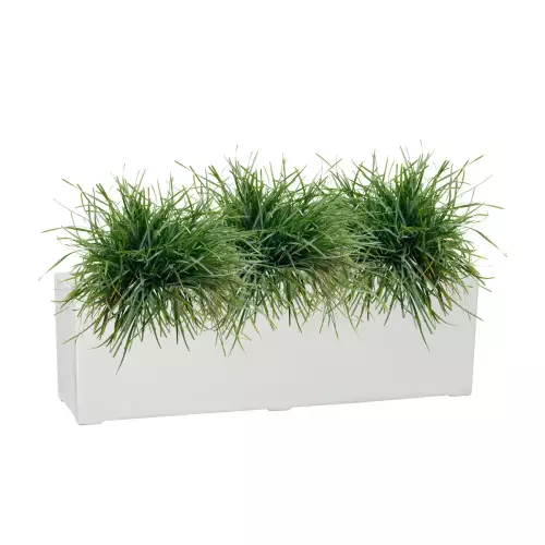 Turzyce w białej donicy D972LB