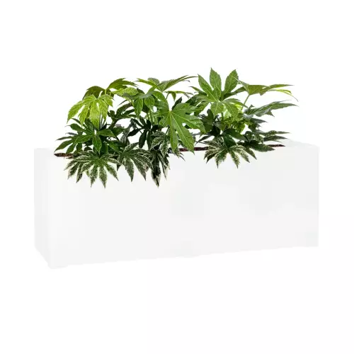 Fatsja japońska w białej matowej donicy D972L