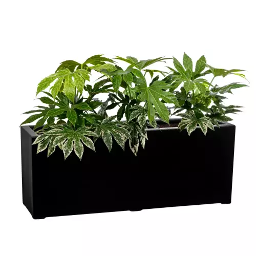 Fatsja japońska w czarnej matowej donicy D972L