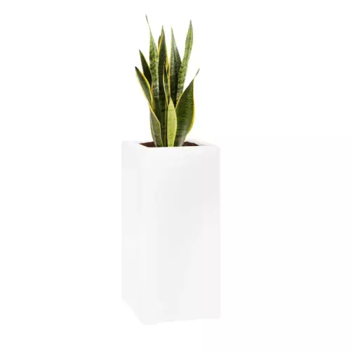 Sansevieria w białej matowej doniczce D973A