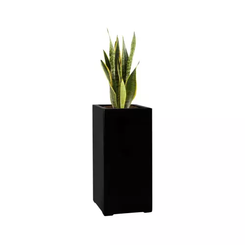 Sansevieria w czarnej matowej doniczce D973A