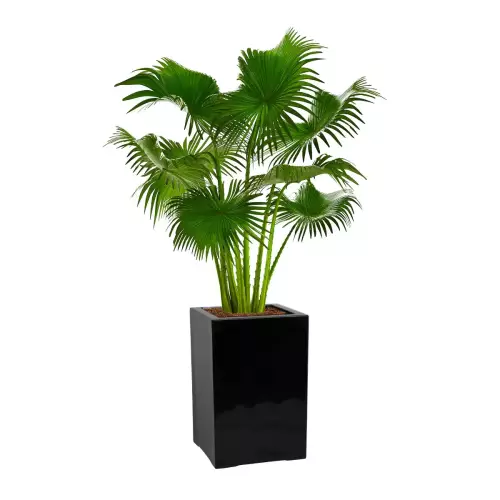 Palma liwinstona w czarnej donicy D973N