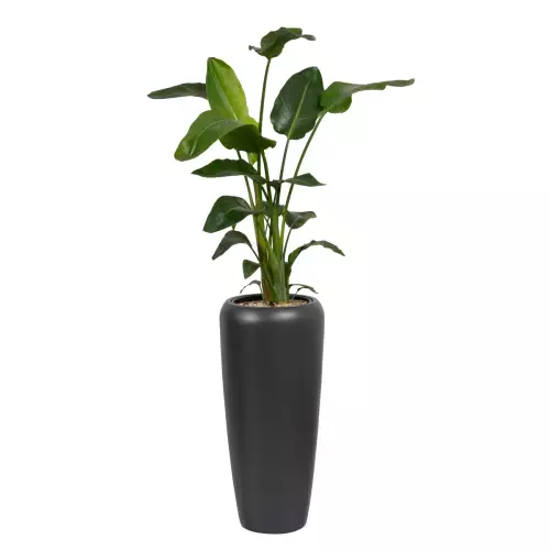 Strelicja w antracytowej donicy D982B