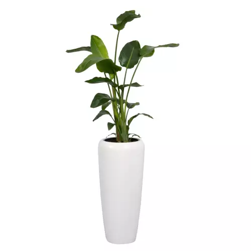 Strelicja w białej donicy D982B