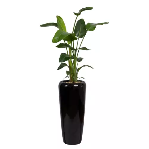 Strelicja w czarnej donicy D982B