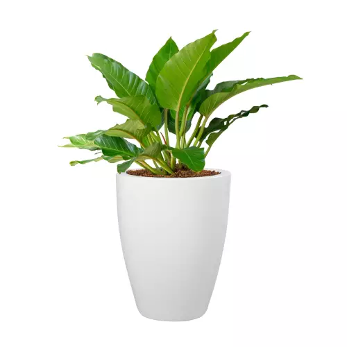 Filodendron w białej donicy D982C