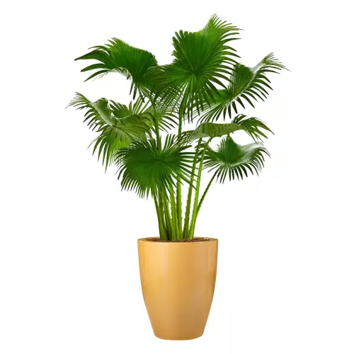 Palma Washingtonia filifera w złotej donicy D982C (śr. 56 x h 70 cm)
