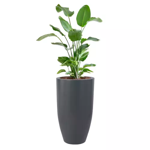 Donica D982F z posadzoną wewnątrz rośliną