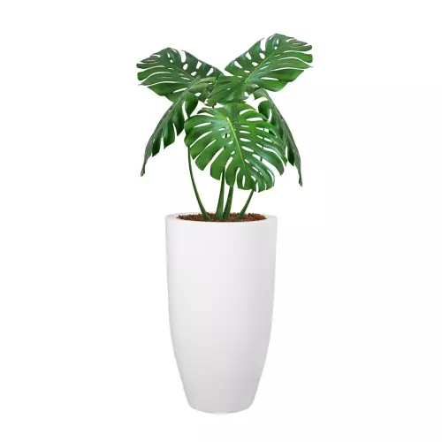 Monstera w białej donicy D982C