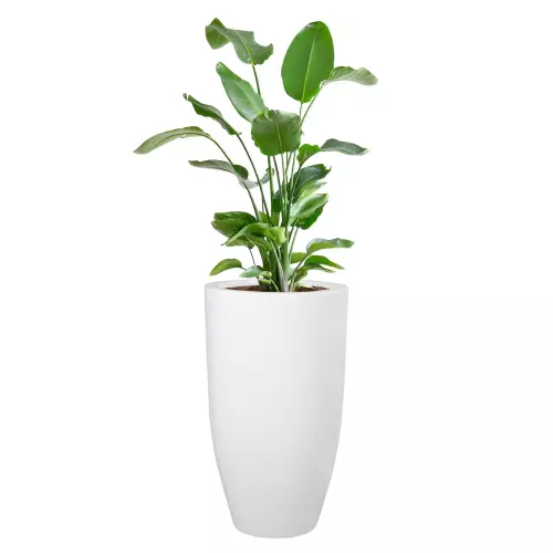 Donica D982C z zasadzoną wewnątrz rośliną