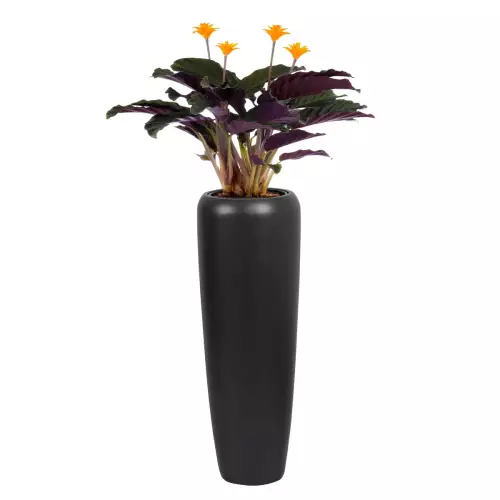 Strelicja w antracytowej donicy D982H