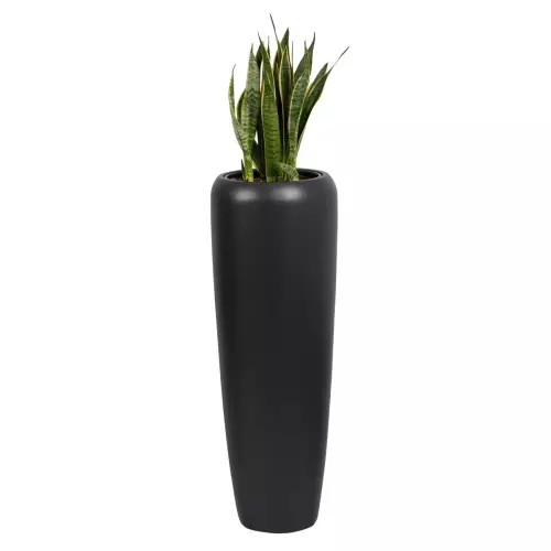 Sansevieria Laurenti w donicy D982H
