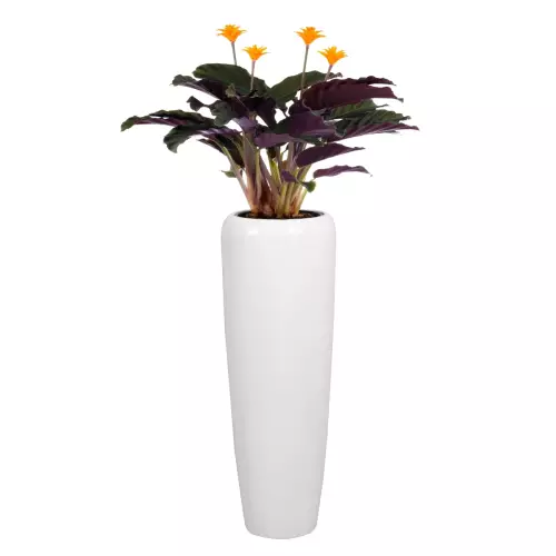 Strelicja w białej donicy D982H