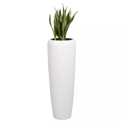 Sansevieria Laurenti w białej donicy D982H