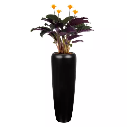 Strelicja w matowej czarnej donicy D982H