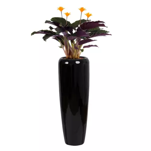 Strelicja w czarnej donicy D982H