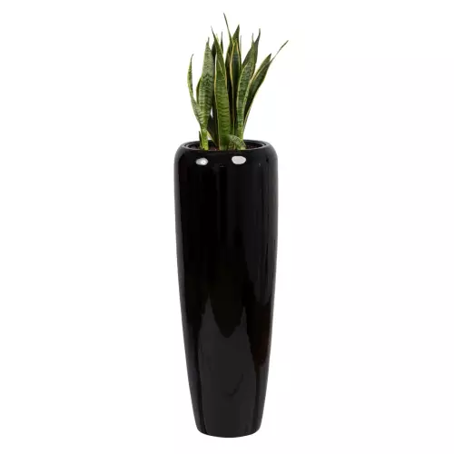 Sansevieria Laurenti w czarnej donicy D982H
