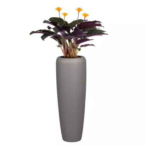 Strelicja w szarej donicy D982H