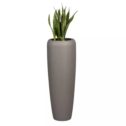 Sansevieria Laurenti w czarnej donicy D982H