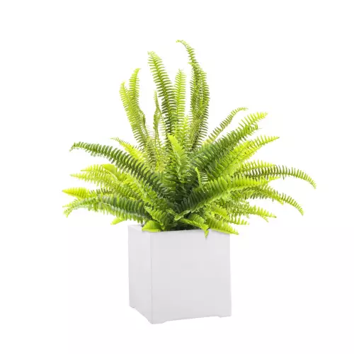 Paproć w białej donicy D992A