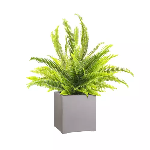 Paproć w szarej donicy D992A