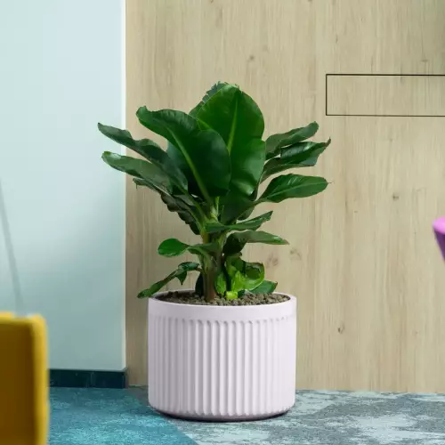 Różowa donica ZADORA LEO33 | Bananowiec (Musa)