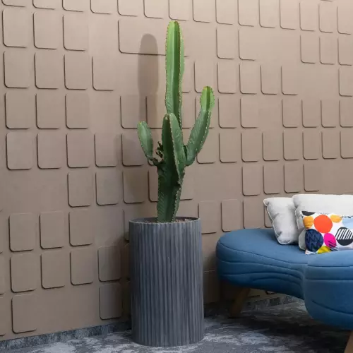 Wilczomlecz (Euphorbia) w donicy ZADORA RC65 grafitowy beton