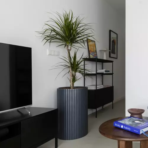 Dracena w antracytowej donicy ZADORA Classic RC65