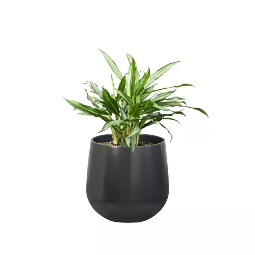 Aglaonema w antracytowej donicy SQ30