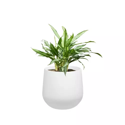 Aglaonema w białej matowej doniczce SQ30