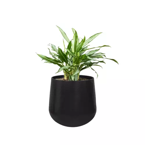 Aglaonema w czarnej matowej doniczce z włókna szklanego SQ30