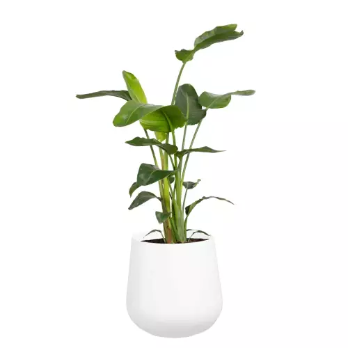 Strelicja w białej matowej donicy SQ40 Ø40x40 cm