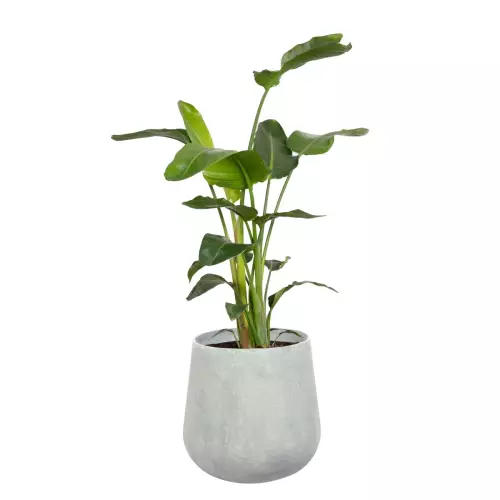 Strelicja w donicy SQ40 szary beton