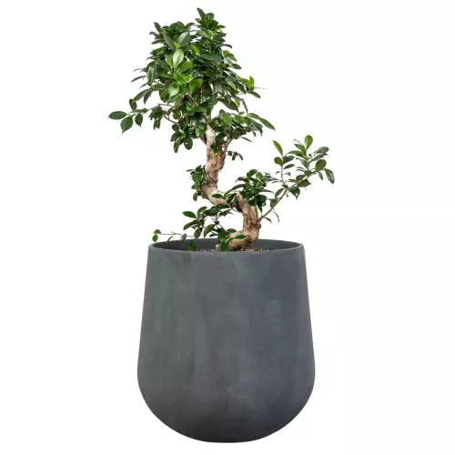 Fikus bonsai w donicy SQ50 grafitowy beton